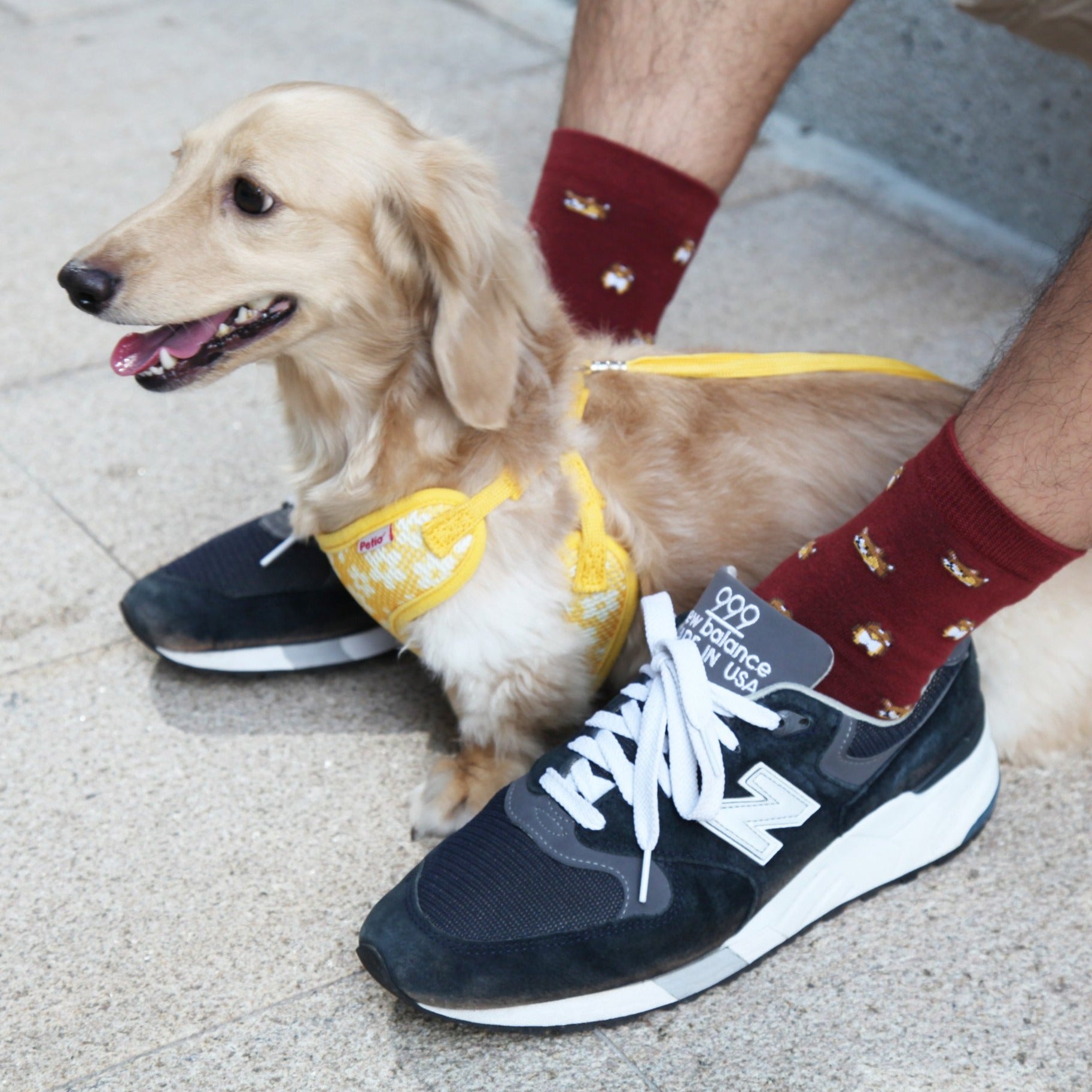 Corgi Socks