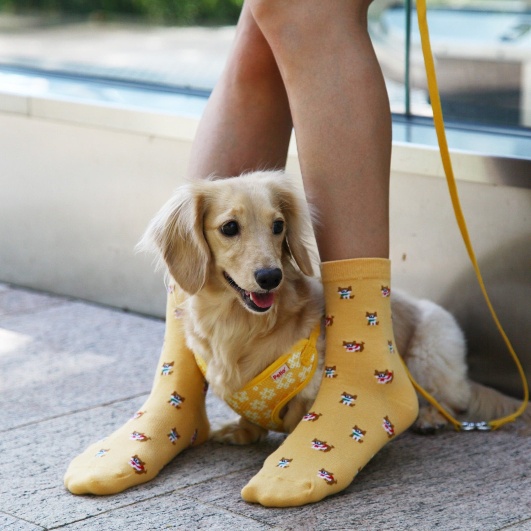 Shiba Socks